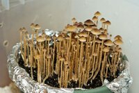 Как вырастить дома псилоцибиновые грибы